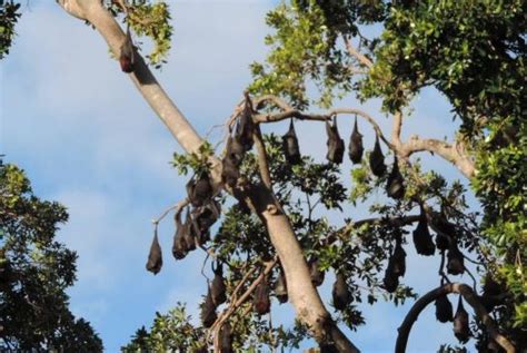 Incredible mobility of flying foxes complicates conservation efforts - UPI.com