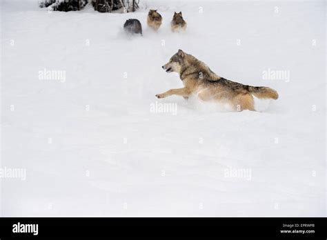 Wolves hunting hi-res stock photography and images - Alamy