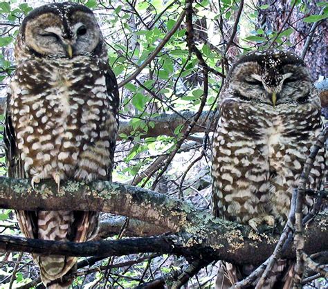 How to protect spotted owls and the forest - Futurity