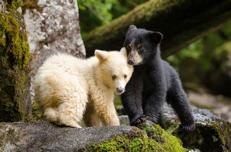 Great Bear Rainforest in Photos - Pacific Wild