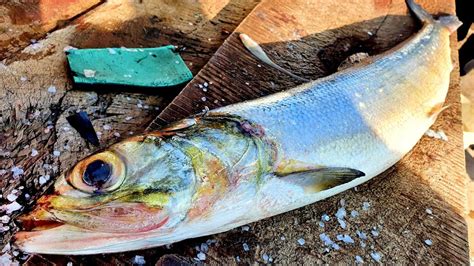 Very Rare Mugil Cephalus Fish Cutting | Fresh Fish Cutting Skills | මන්නාවා - YouTube