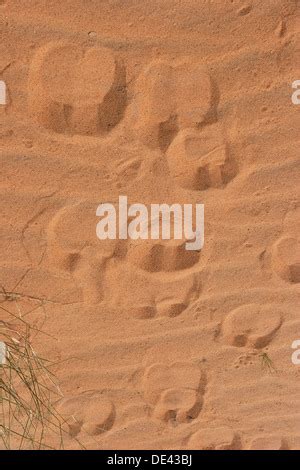 Camel hoof prints in the desert sand in the united arab emirates uae middle east animal tracks ...