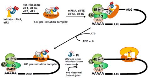 Mrna Translation Diagram