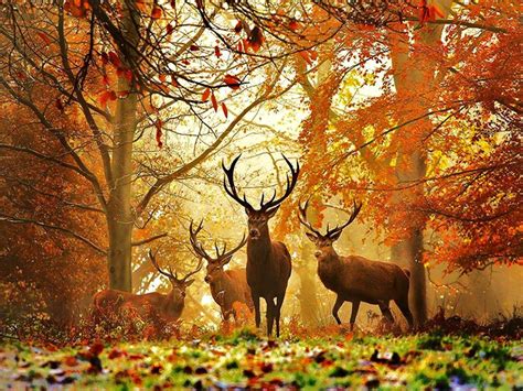 Deer Fall Wallpapers - Wallpaper Cave