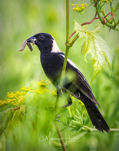 Good news for grassland birds (and people!) — Madison Audubon