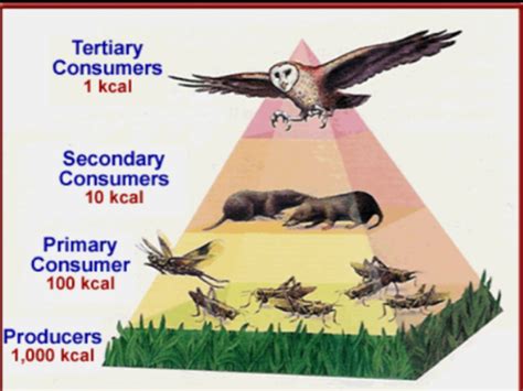 Energy pyramid | Science | ShowMe