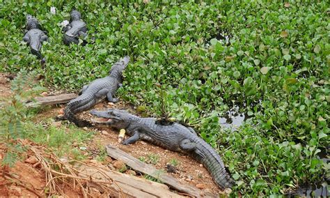 Why Brazil's Pantanal Wetlands Are Better than the Amazon — The Beauty Backpacker