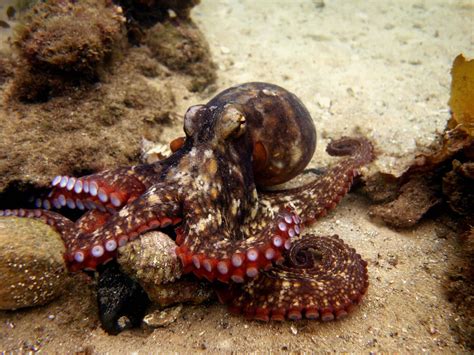 Common Sydney Octopus - OctoNation - The Largest Octopus Fan Club!