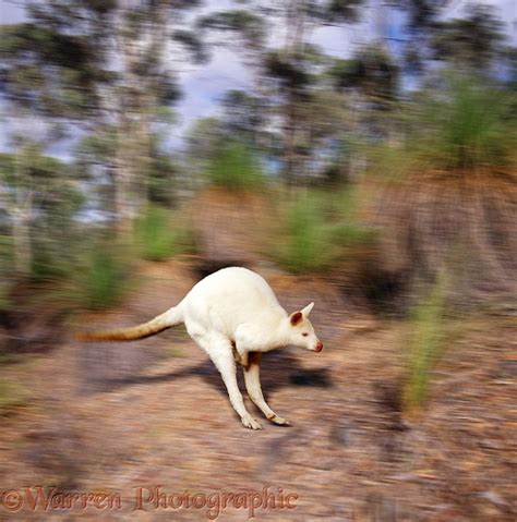 Albino wallaby photo WP01512