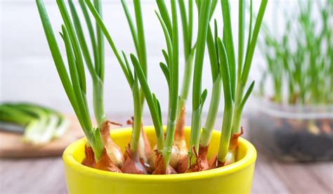 Carrot Companion Plants: 11 Best Companion Plants For Carrot | UnAssaggio