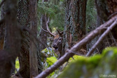 Swiss Wildlife | Ansermoz-Photography