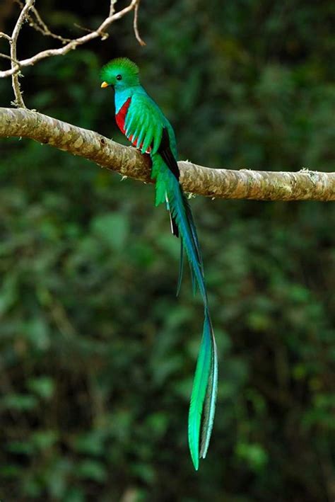 El quetzal, el ave sagrada de México | Mano Mexicana