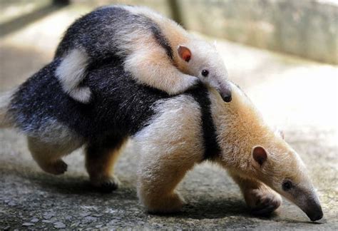 The Baby Anteater Getting A Piggyback Ride From Its Mom | buzzfeed Baby Animals Pictures ...