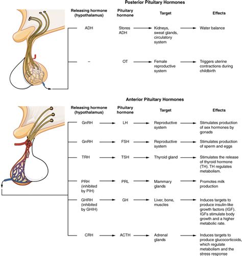 The Pituitary Gland and Hypothalamus | Anatomy and Physiology I
