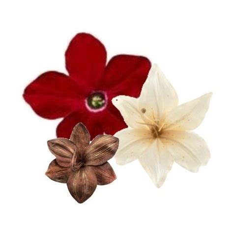 Fall Flower Fillers By Arianna ((: | Fall flowers, Flowers, Polyvore