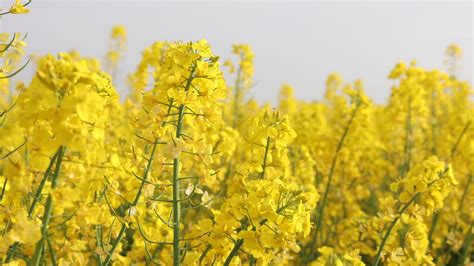 Mustard set to lead India’s oilseed revolution