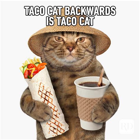 45 Cat Memes You'll Laugh at Every Time | Reader's Digest