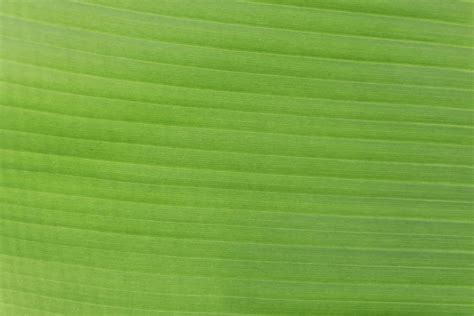 Banana leaf texture 1863245 Stock Photo at Vecteezy