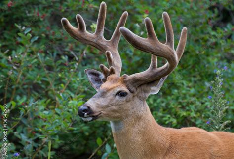 White-tailed deer buck with velvet antlers in spring in Ottawa, Canada Stock-Foto | Adobe Stock