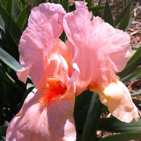 Pink iris flower Iris Garden, Garden And Yard, Flower Garden, Iris Flowers, All Flowers, Bearded ...