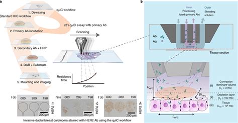 The qµIC assay—create gradients of primary antibody incubation times on ...