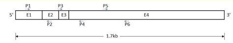 Solved Human IL-8 gene consists of 4 exons. In the following | Chegg.com