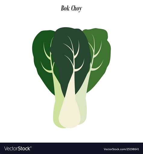 Bok choy Royalty Free Vector Image - VectorStock