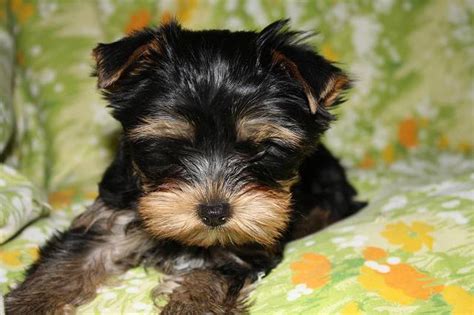 yorkie puppies for adoption for Sale in San Antonio, Texas Classified | AmericanListed.com