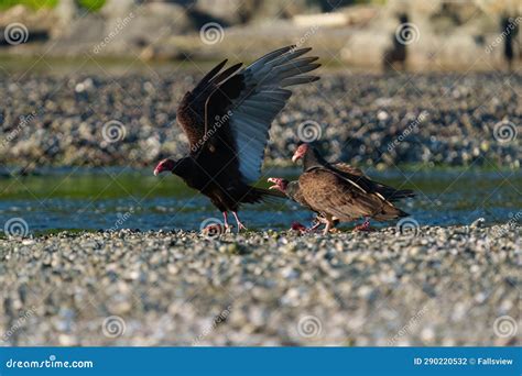 Turkey Vulture Feeding at Seaside Beach Stock Photo - Image of appears ...