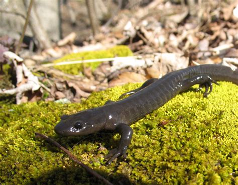 It’s Salamander Mating Season: Migration Across Burlington's King Road ...