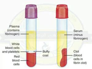 20 Difference Between Serum And Blood Plasma (With Comparison Chart) - VIVA DIFFERENCES