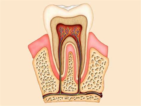 Painless Root Canal Treatment, Single Sitting RCT | Root Canal Cost and ...