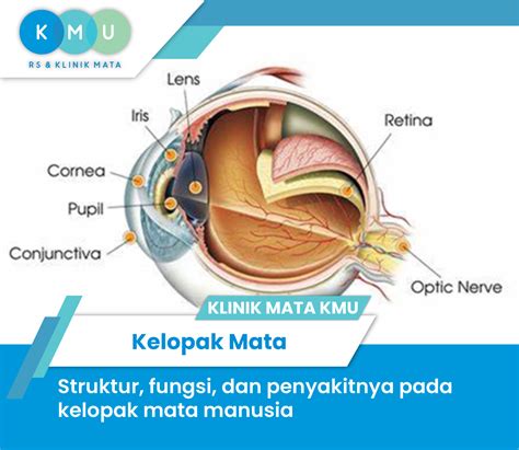 Kelopak Mata : Struktur, Fungsi, dan Penyakitnya