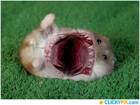 Shark Hybrid Animals – 20 Shark Combo Pictures | Poo man | Pinterest | Sharks, Hamsters and Animals