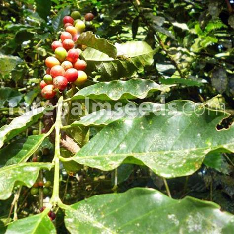 Coffea canephora – Robusta Coffee – Buy seeds at rarepalmseeds.com