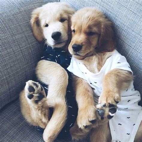 cuddle besties #dogs #animals | Puppies in pajamas, Cute puppies and ...