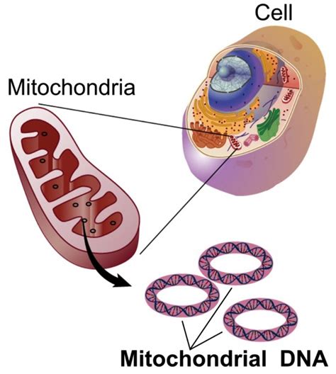 Mitochondria | Contexo.Info