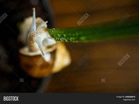 Healing Mucus. Image & Photo (Free Trial) | Bigstock