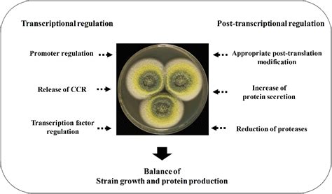 Frontiers | Regulating Strategies for Producing Carbohydrate Active Enzymes by Filamentous ...