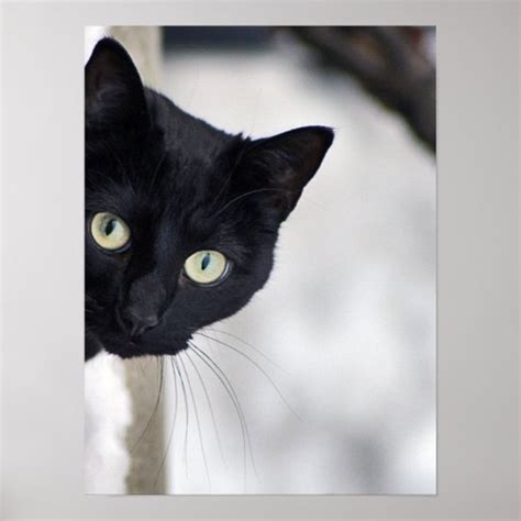 Black Cat print | Zazzle.com