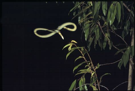 Flying Snakes : Video of Serpent Slithering across the Sky Gives Clues ...