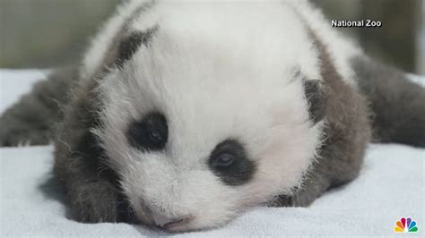 National Zoo Panda Cub Recognizes His Name, Tries New Foods – NBC4 ...