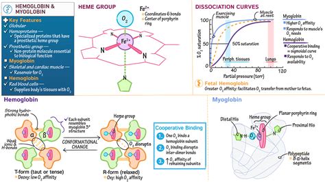 Hemoglobin Myoglobin Hemoglobin Myoglobin Structure Of Myoglobin | Hot Sex Picture