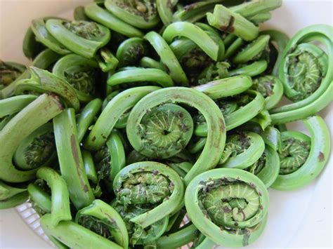 Figareau, cuisine évolutive: ‘Tis The Season For Fiddlehead Fern… But Hurry Up It’s Almost Over!