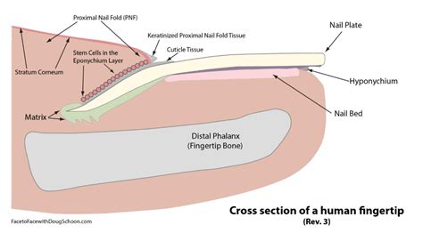 What’s New in Nail Anatomy? The Latest Facts! - Schoon Scientific