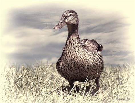 Dabbling Duck Photograph by Bonnie Willis - Fine Art America