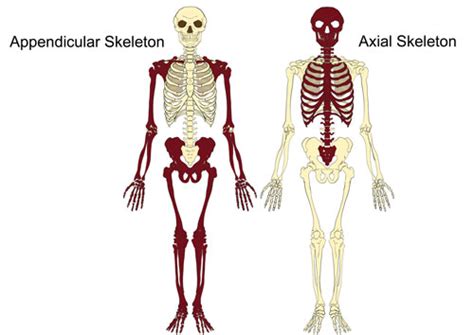 The Axial & Appendicular Skeleton - TeachPE.com