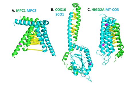 AlphaFold2 structural models of protein complexes with predicted ...