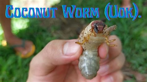 Coconut Worm (Uok). - YouTube