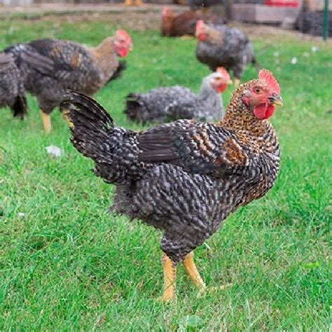 Kosher King Meat Birds - Rocky Mountain Farm - Hansen Acres